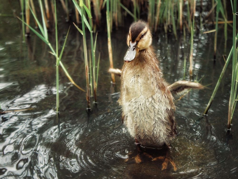 Photograph by Карина Евграшина