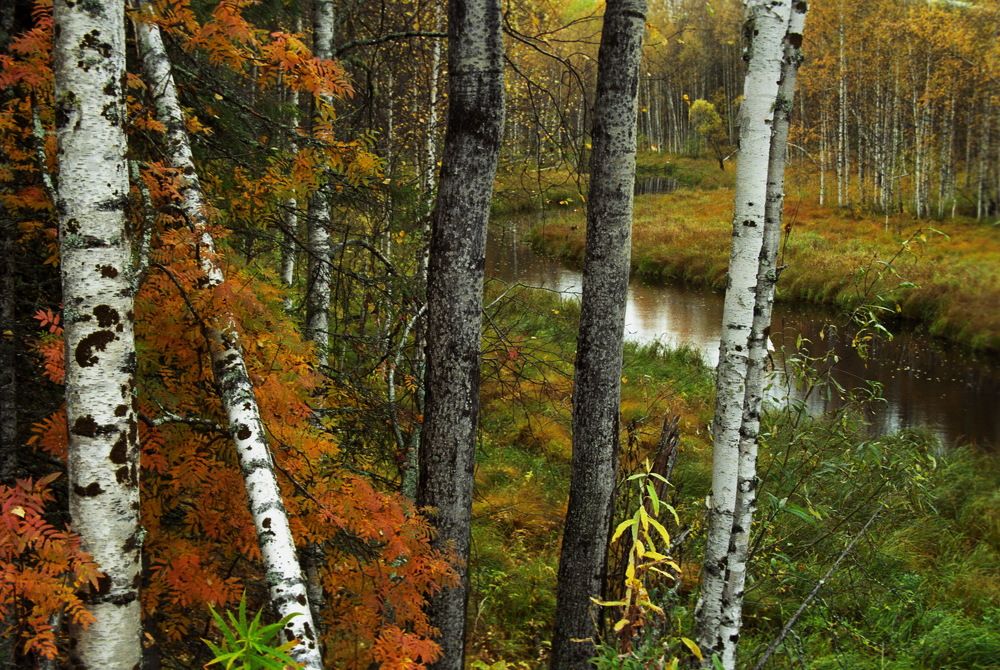 Золотая осень...!