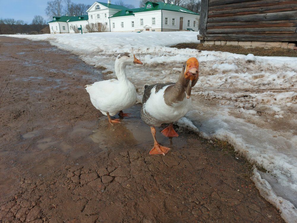 Яснополянская парочка