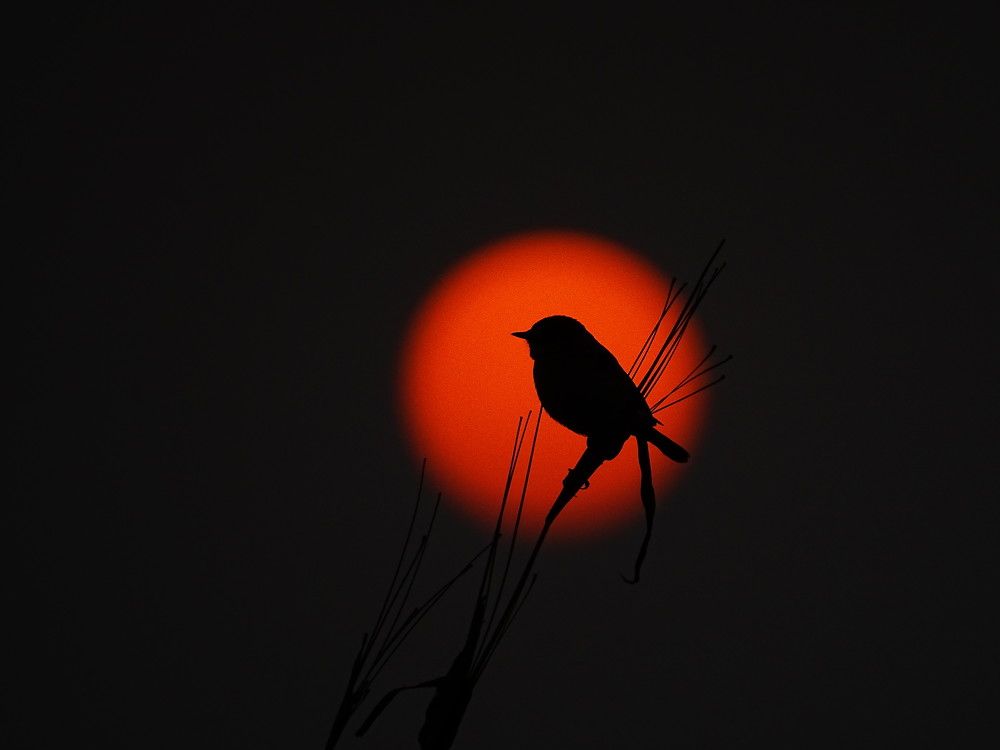 Silhouette of Siberian stonechat
