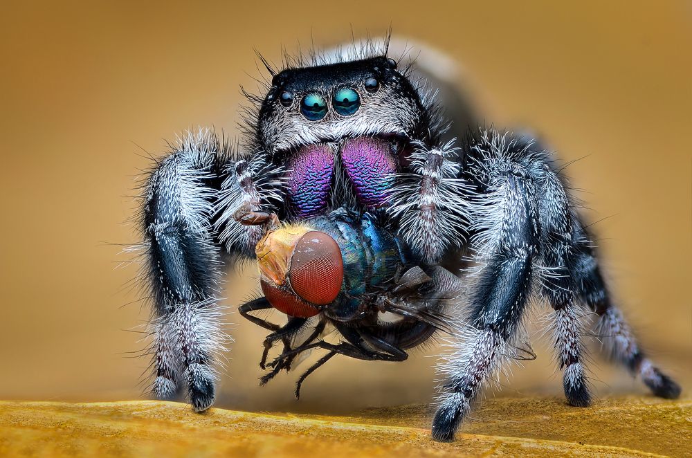 Jumping Spiders Hunting