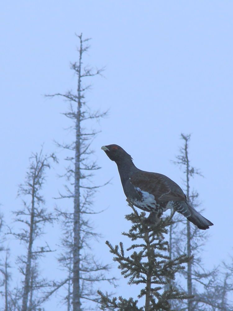 Photograph by Антонов Алексей Станиславович