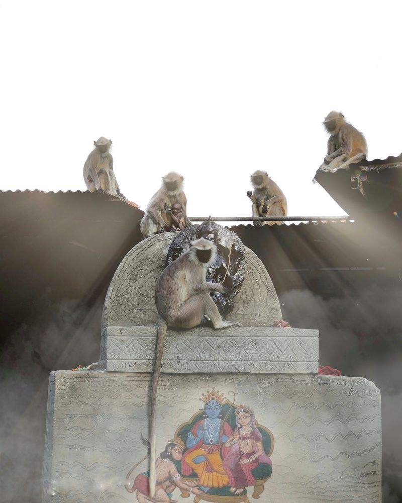 Monkeys in temple
