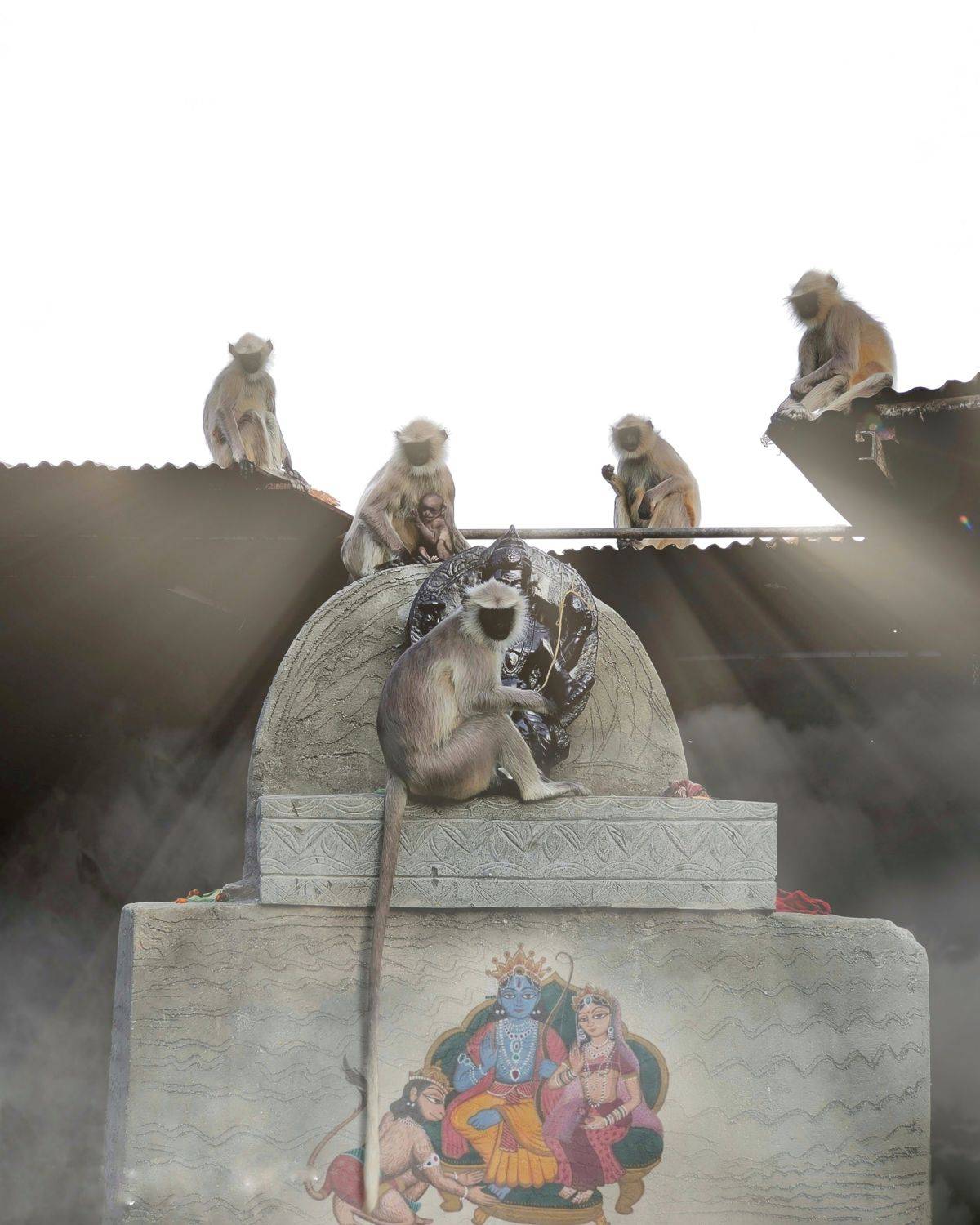 Monkeys in temple