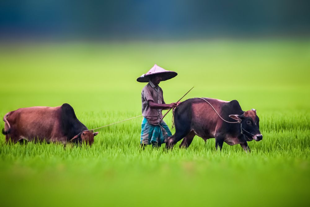 Photograph by Sudipta kr paul