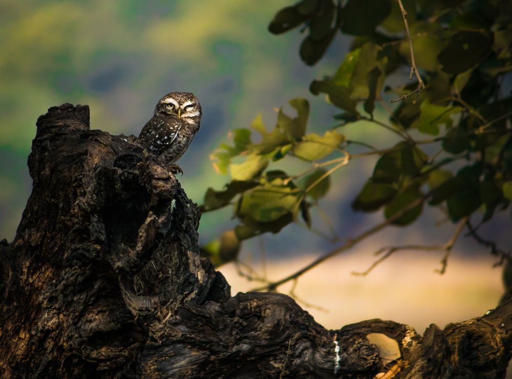 Spotted owlet in its habitat