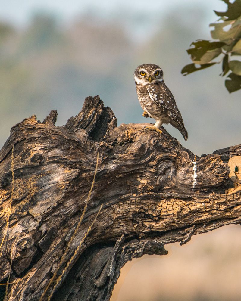 Staring owlet