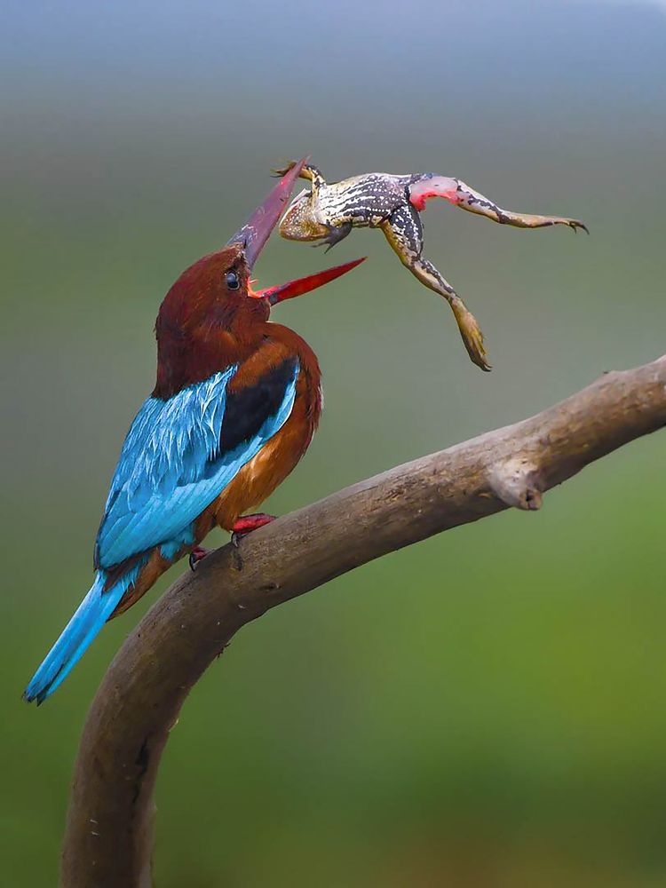 Photograph by Mitali Deb