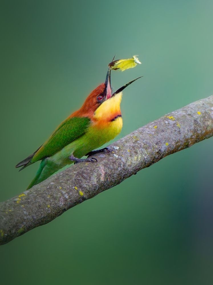 Photograph by Soumendu Das