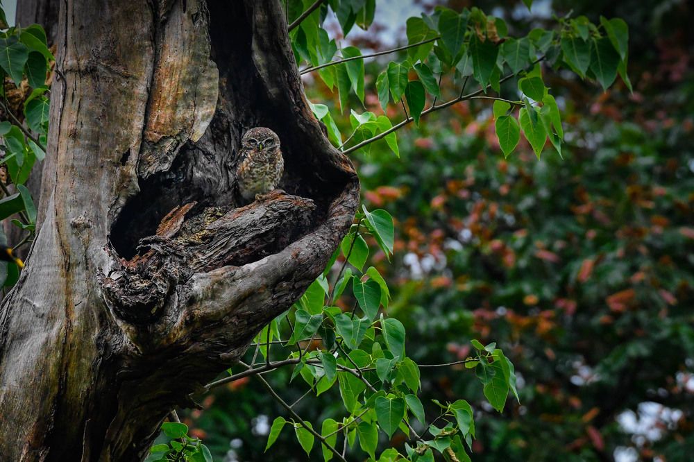 Photograph by Mitali Deb