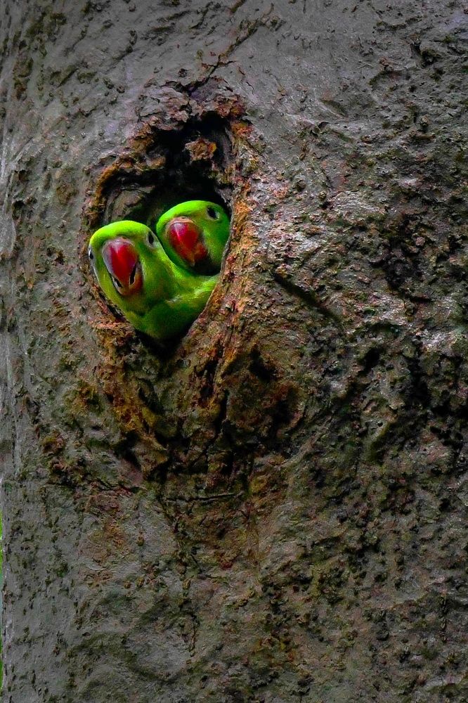 Photograph by Mitali Deb