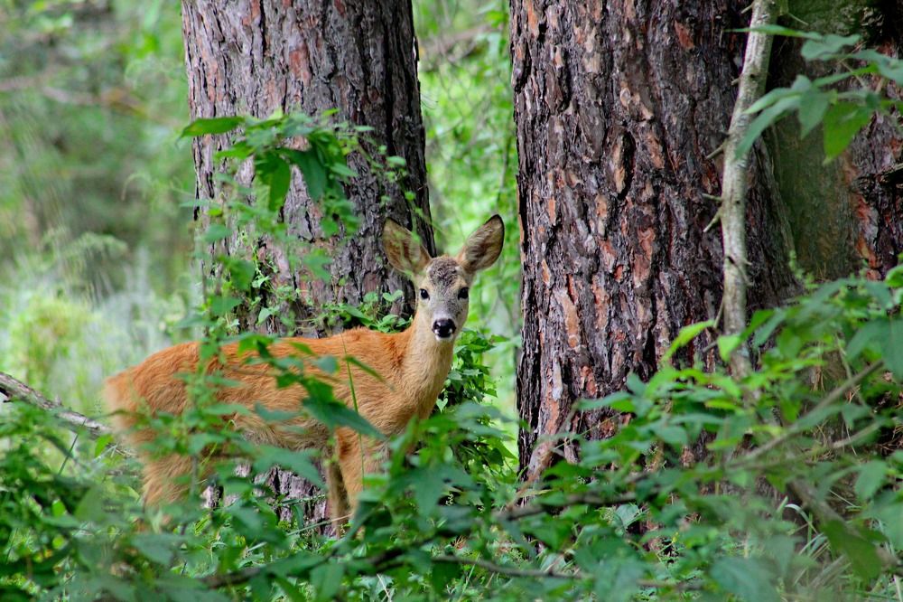 Photograph by Наталья Селиванова