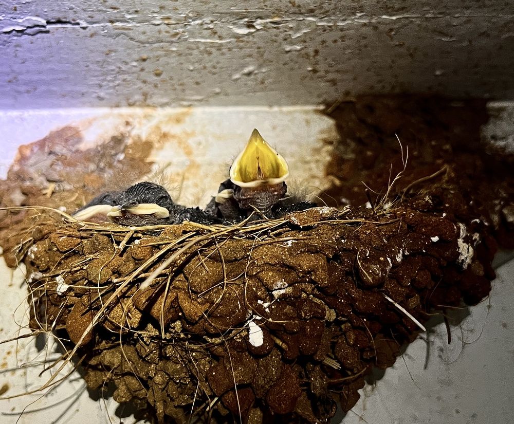 Swallow chicks in the nest
