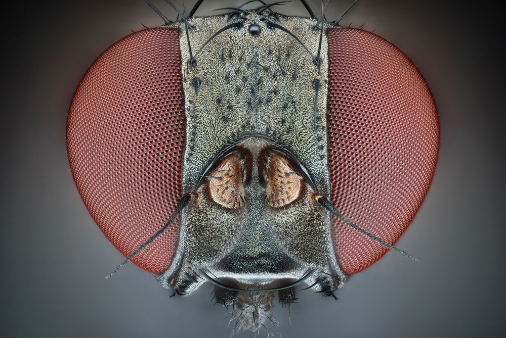 Photograph by Rastislav Borovsky