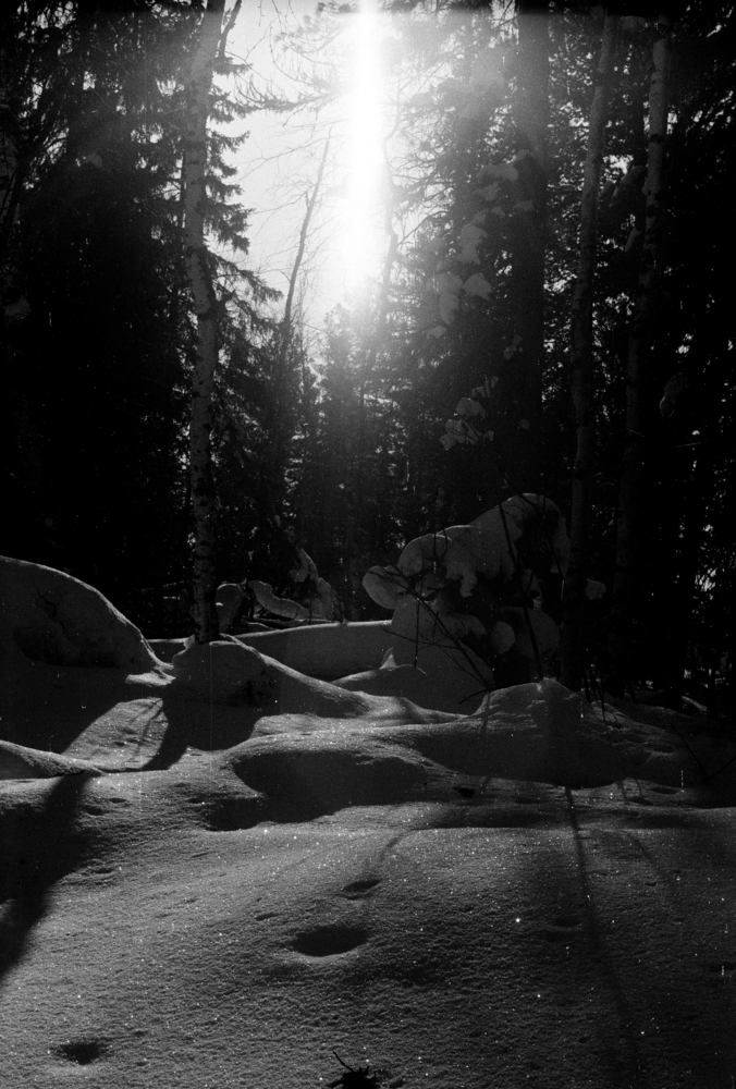 Лесная сказка...!