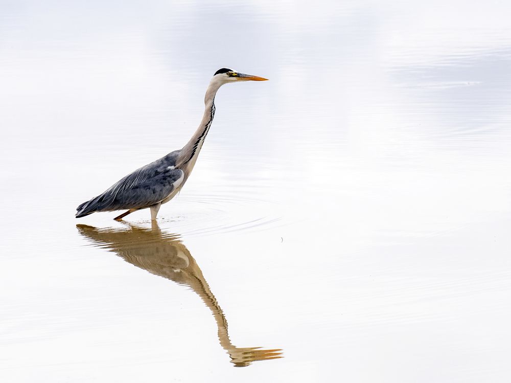 Photograph by Galal Missary