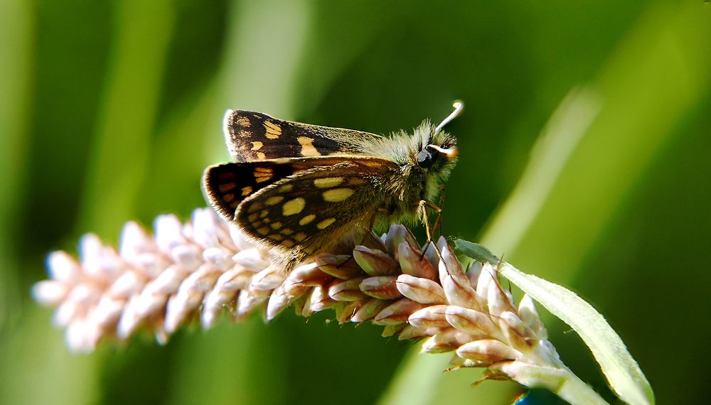 Photograph by Алексей Чернов