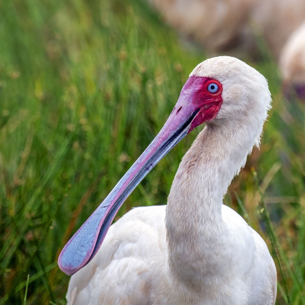 Photograph by Galal Missary