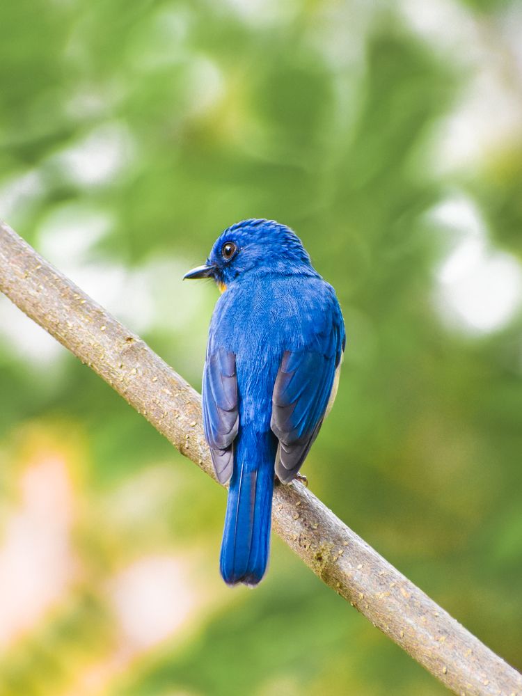 Blue Flycatcher