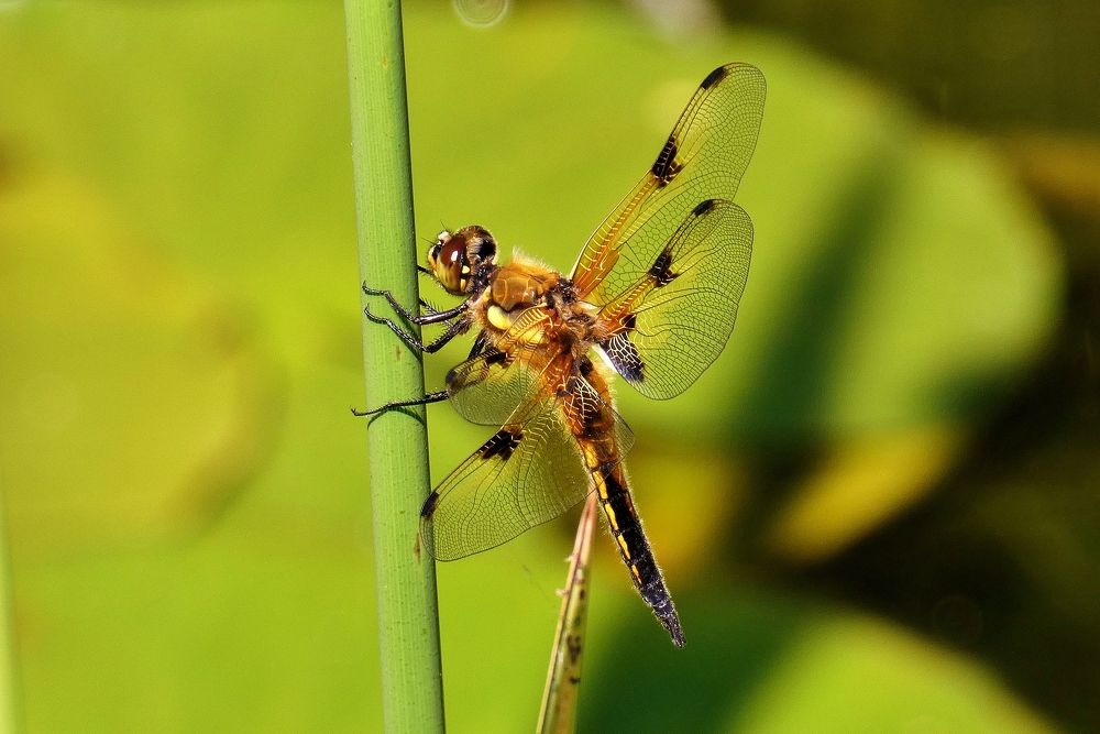 Photograph by backareva irina