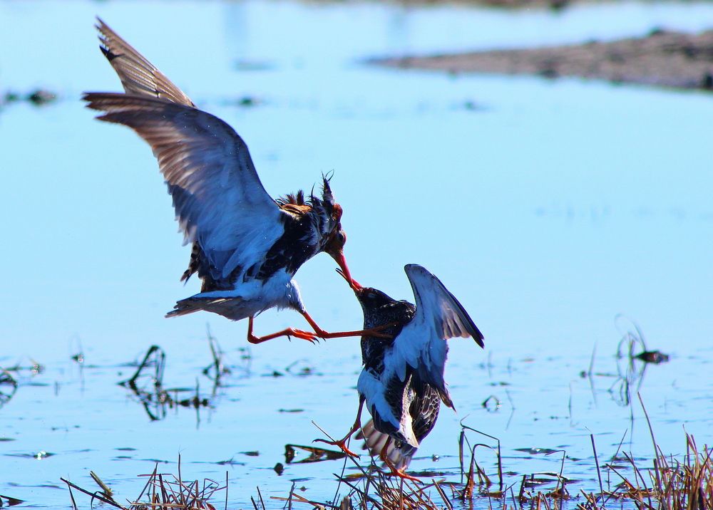 Photograph by Александр Велигура