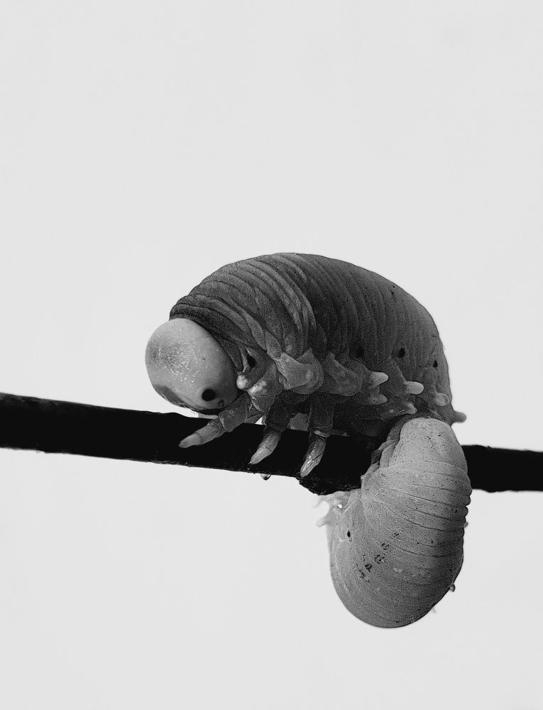 Photograph by Дарья Кривоножкина