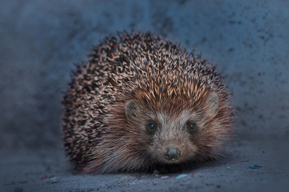 Ночной гость.