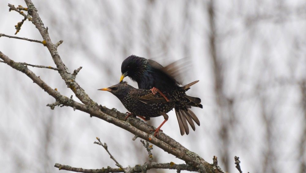Скворцы и любовь