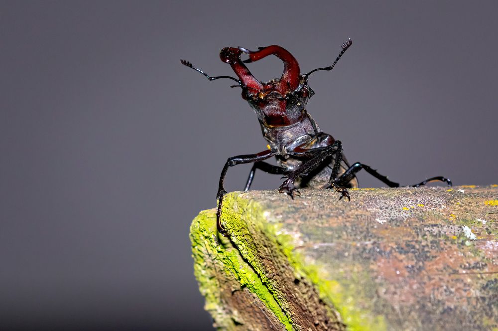 Photograph by Tamás Farkas