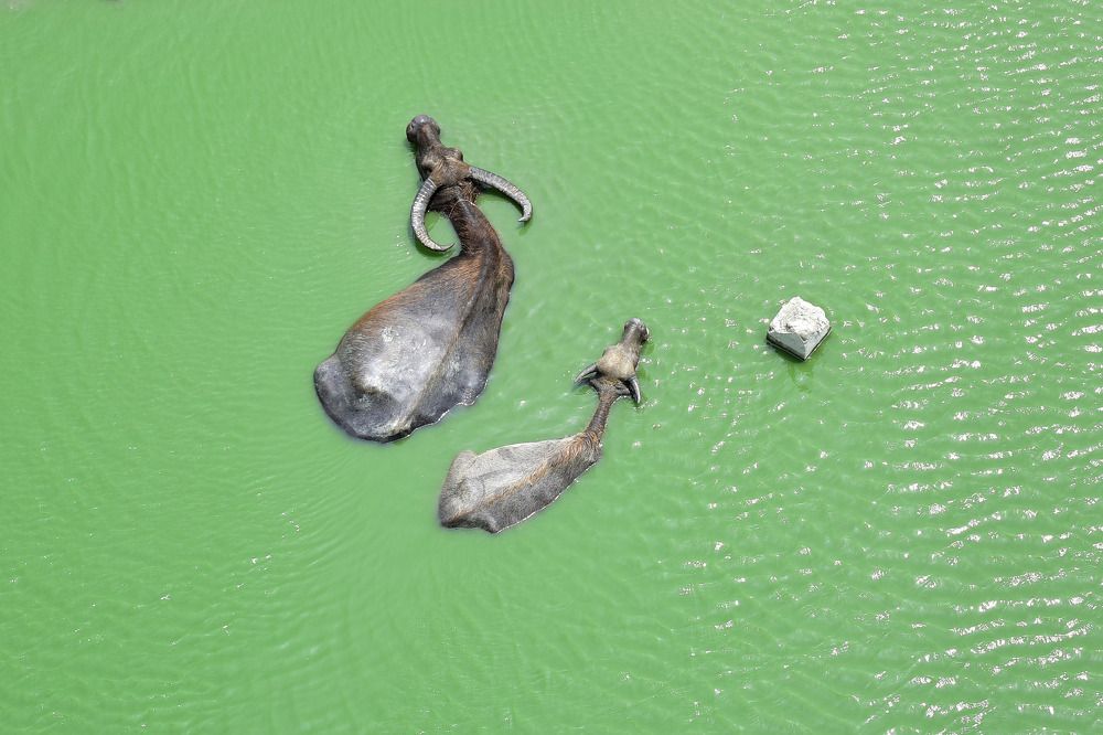 Photograph by Jobayer