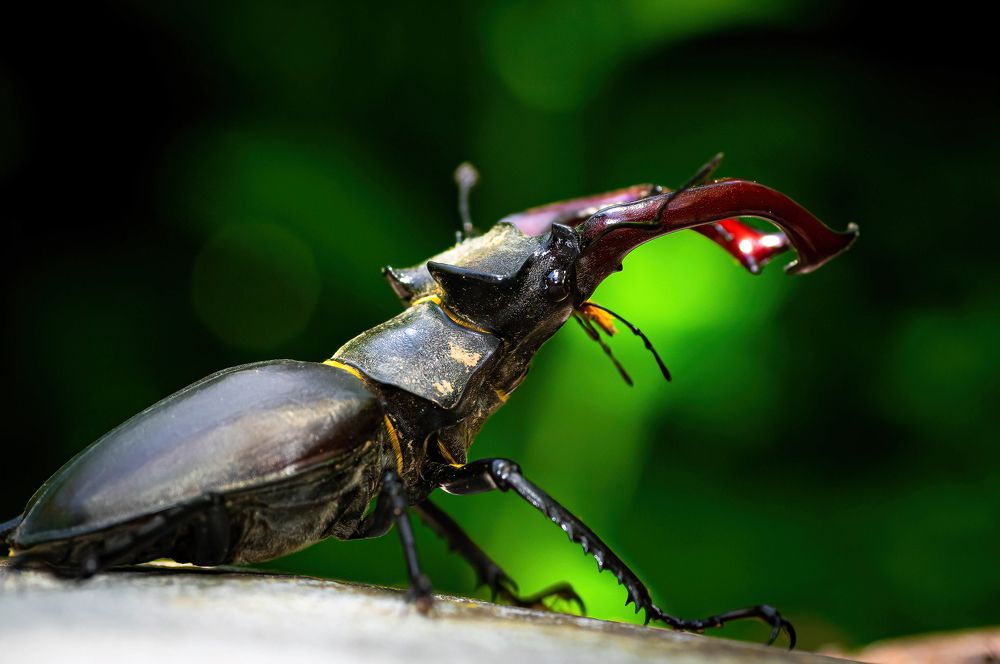 Photograph by Tamás Farkas