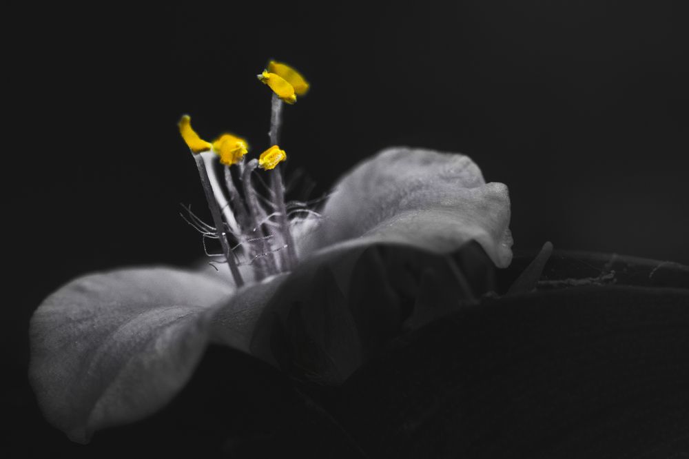 Tradescantia Pallida