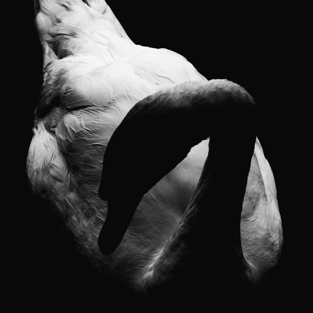 Лебединая поступь