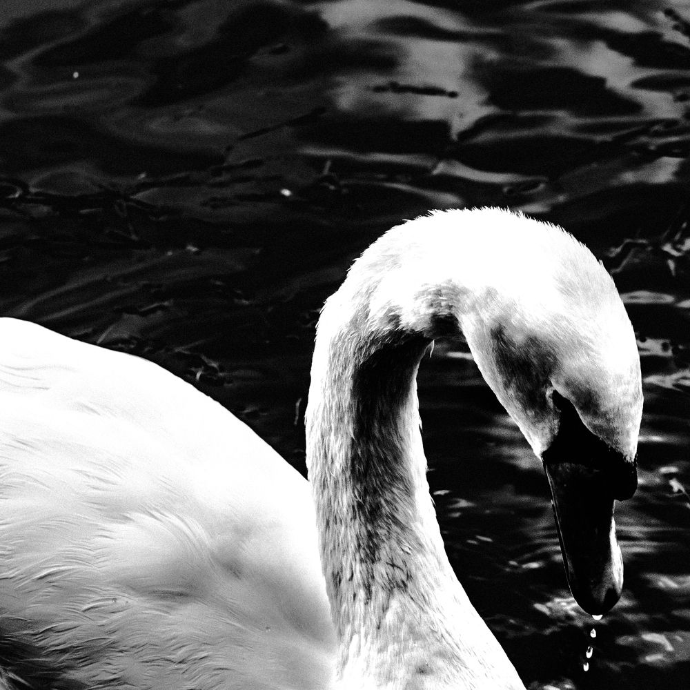 Photograph by Полина Каменкова