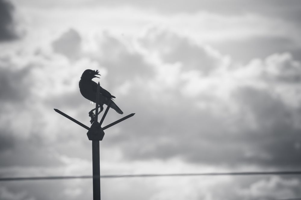 Photograph by Dipanjan Chakraborty