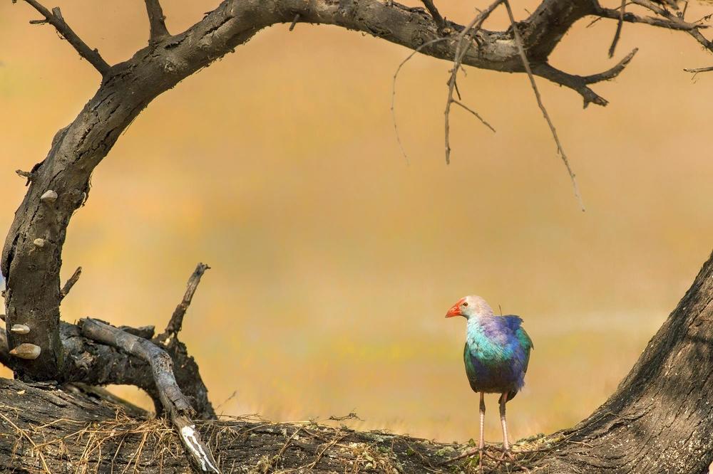 Photograph by Sathyan KM