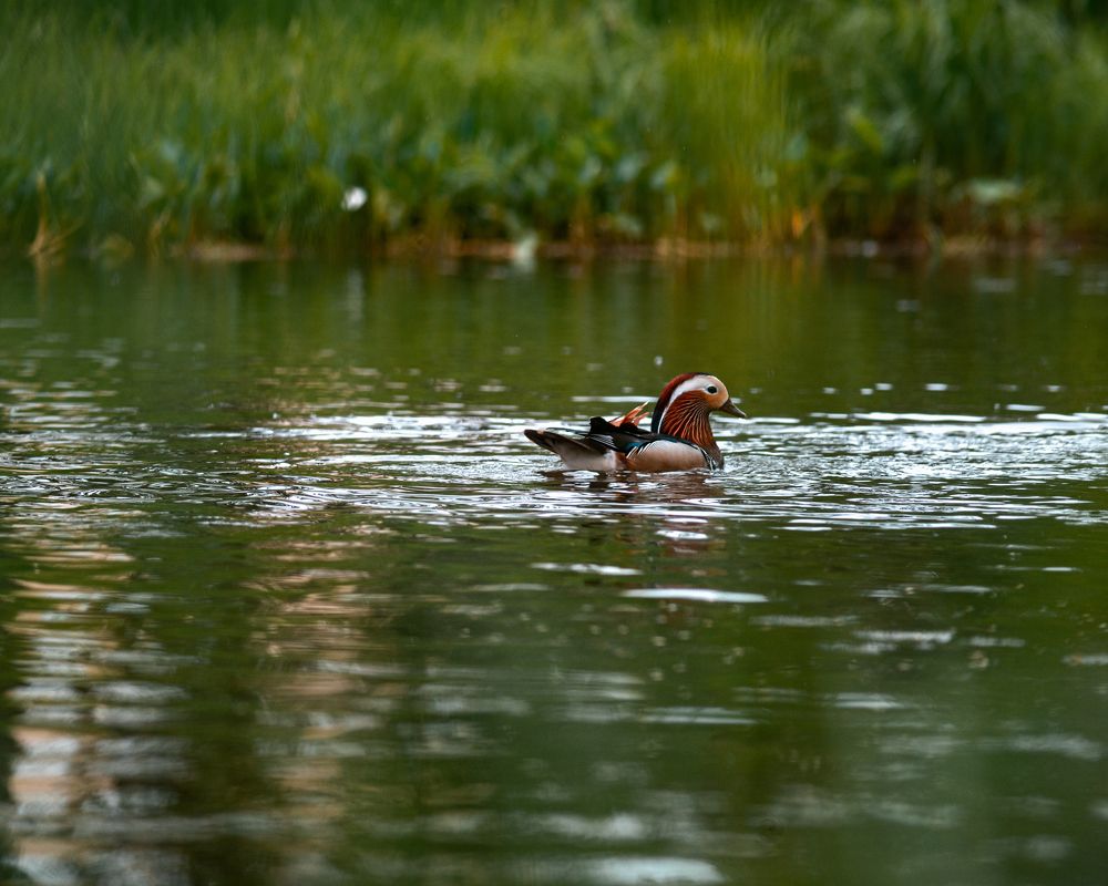 Photograph by Алексей Ожередов