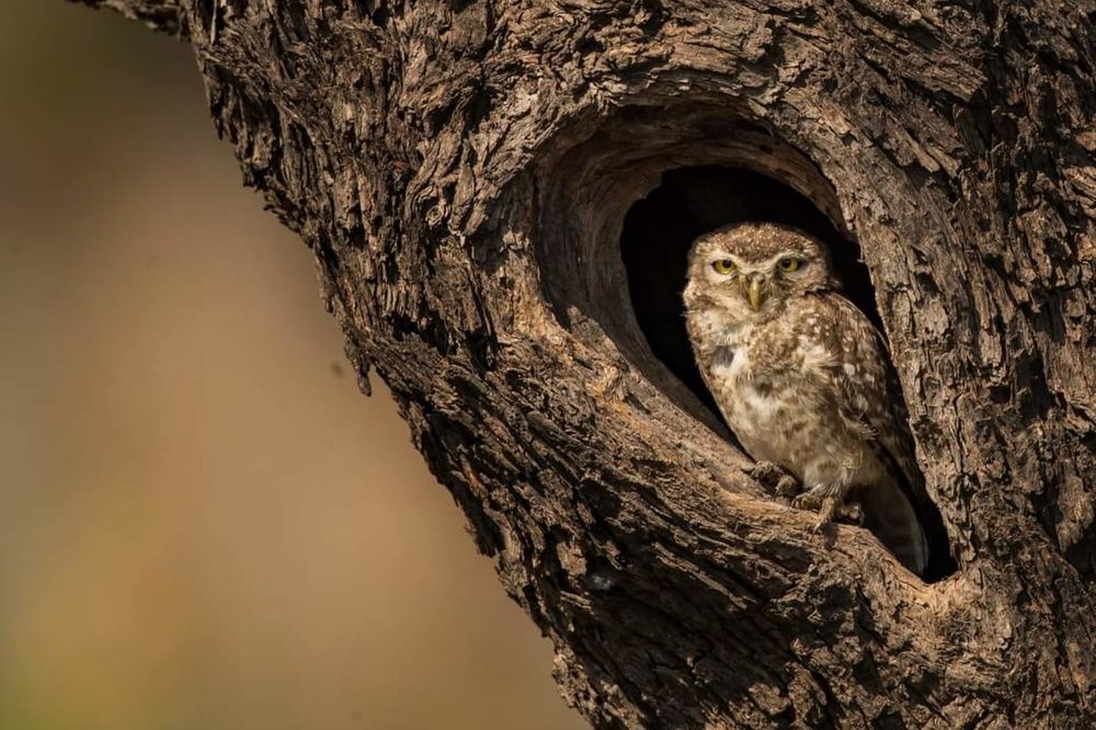 Photograph by Sathyan KM