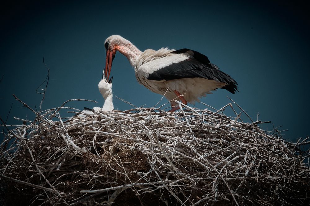 Photograph by Dimitris Papadopoulos