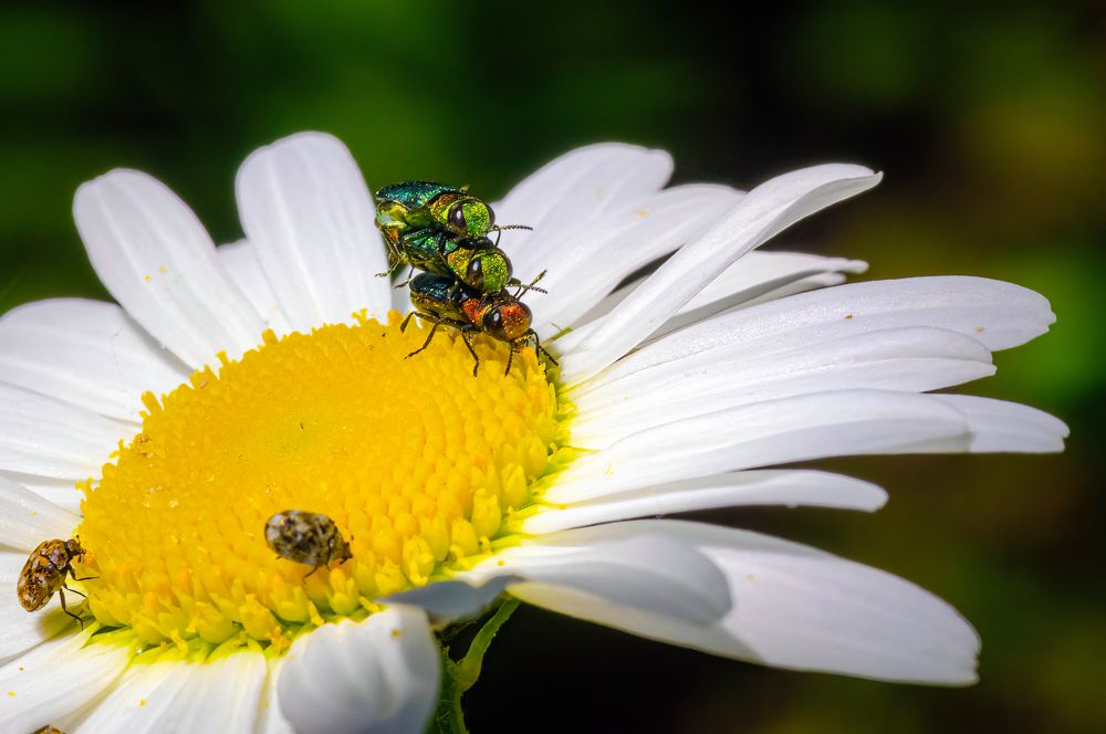 Photograph by Tamás Farkas