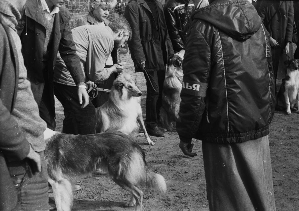 Выставка собак... !