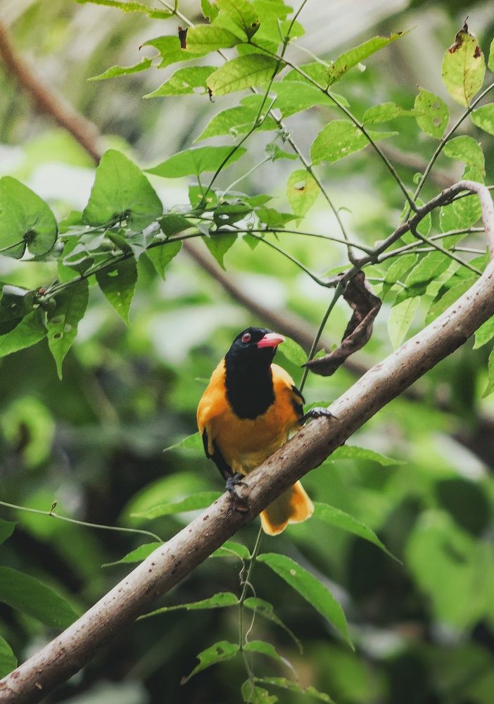 Photograph by Jith Govind Ethihas