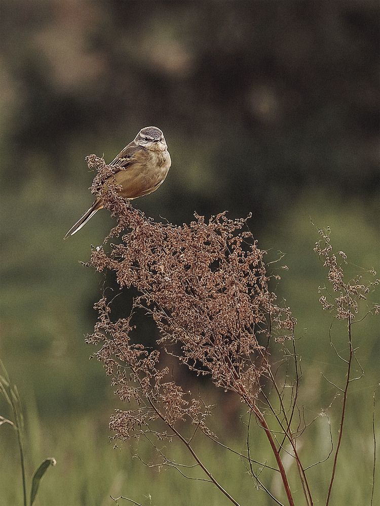 Photograph by Rogozina Olga