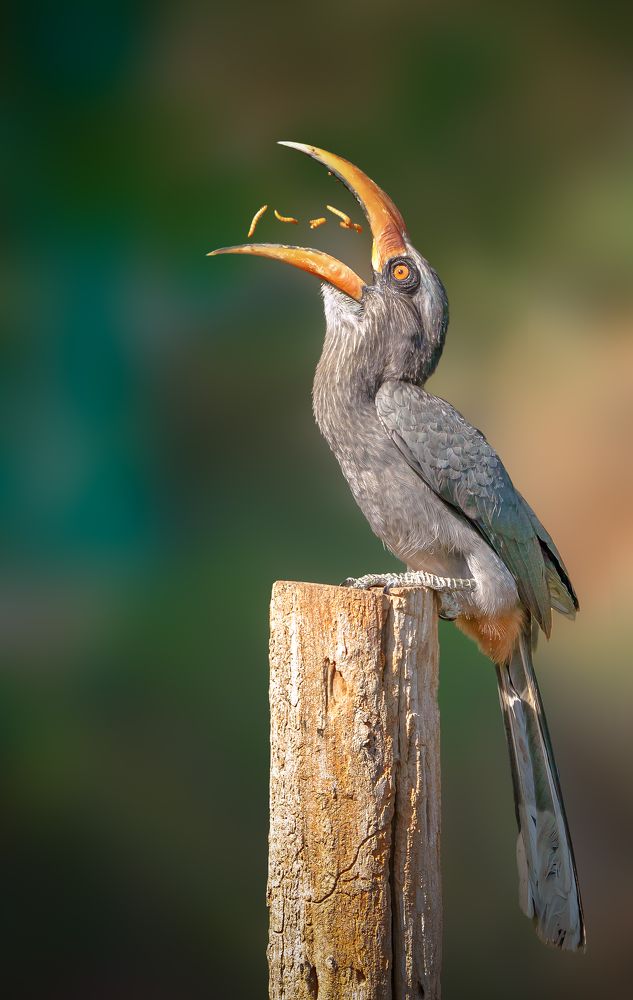 Photograph by Rahul Wedpathak