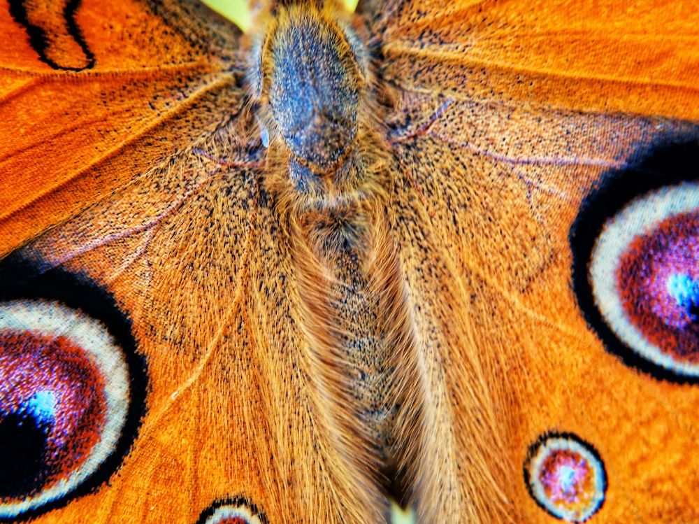 Butterfly closeup