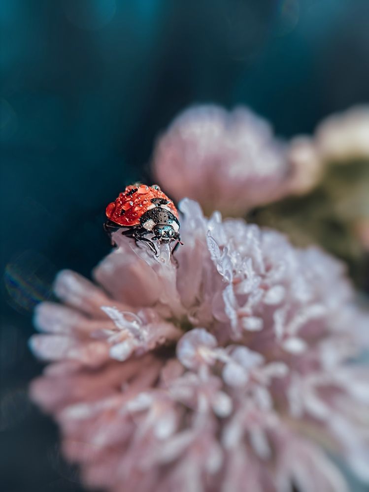 Photograph by Ксения Цапуста