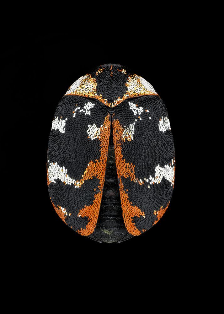 Anthrenus scrophulariae