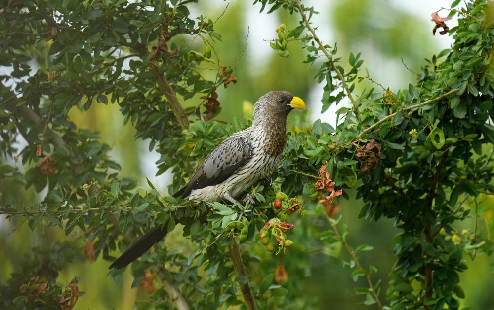 Photograph by Sooraj Rajan Sugandhamony