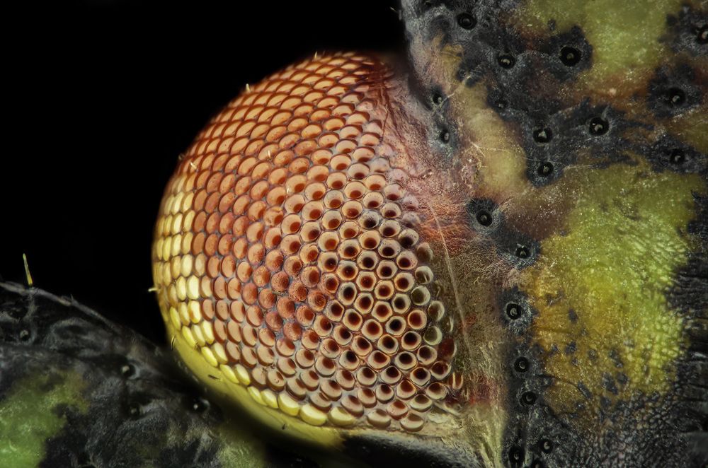 Palomena prasina nymph