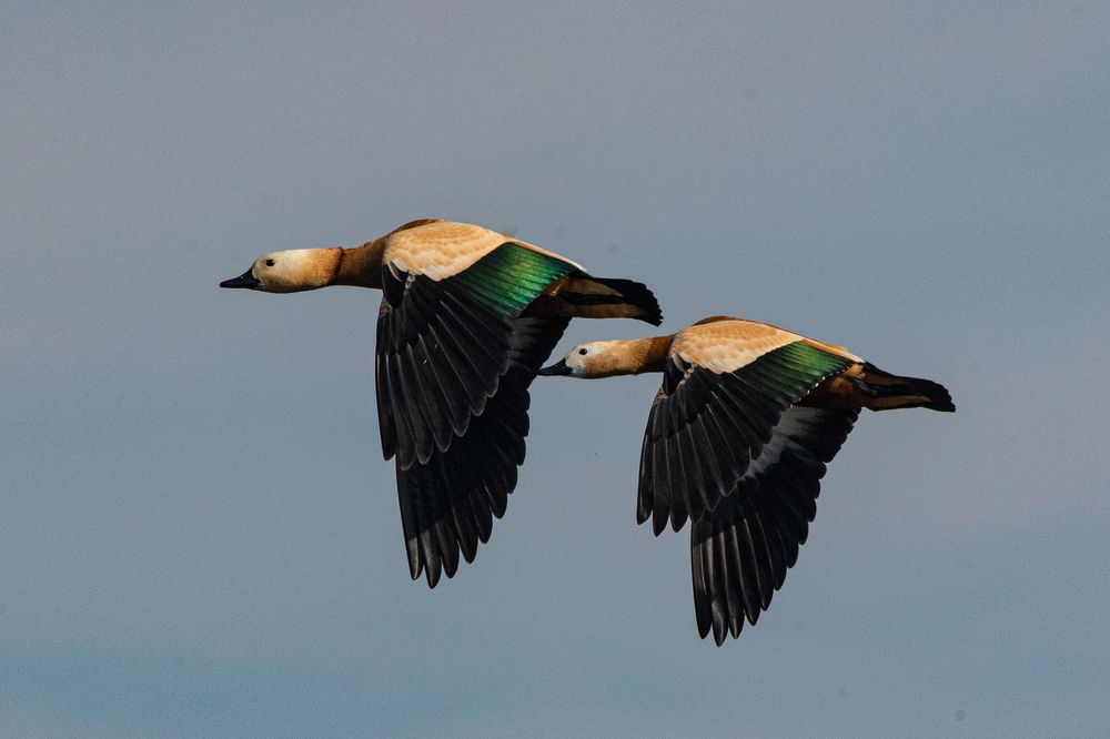 Photograph by Vivek Prasad